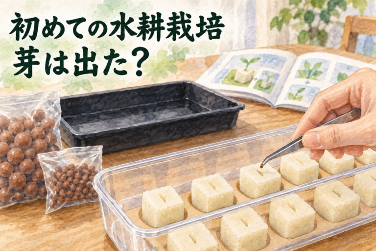 初めての水耕栽培と種まきのイメージ
